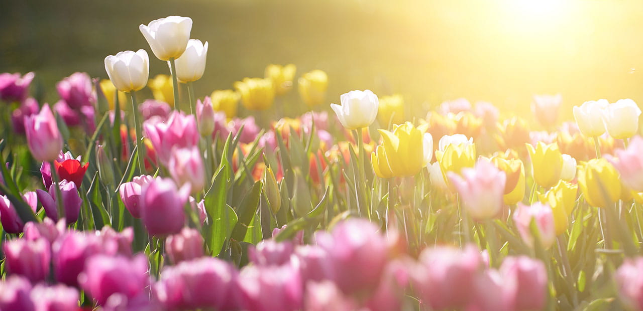 Annual and Perennial Tax Season Planning